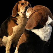 Floyd a rejoint le concours — aidez-le/la à gagner de superbes lots ! dog, beagle, animal, pet, fur, ears, snout, black_background, close_up, two_dogs, brown, white, black, cute, companion, friendship, affection, portrait, sitting, muzzle