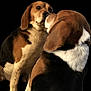 dog, beagle, animal, pet, fur, ears, snout, black_background, close_up, two_dogs, brown, white, black, cute, companion, friendship, affection, portrait, sitting, muzzle
