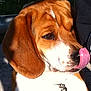 dog, beagle, tongue, close_up, outdoor, leash, collar, pet, animal, brown, white, ears, nose, face, sunlight, shadow, cute, mammal, canine, fur