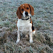 Floyd a rejoint le concours — aidez-le/la à gagner de superbes lots ! dog, beagle, grass, frost, outdoor, animal, pet, nature, field, canine, winter, ears, collar, sitting, fur, mammal, cute, portrait, daytime, curious
