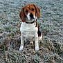 dog, beagle, grass, frost, outdoor, animal, pet, nature, field, canine, winter, ears, collar, sitting, fur, mammal, cute, portrait, daytime, curious