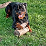 rottweiler, dog, canine, grass, outdoor, pet, animal, tongue, happy, playful, wood, log, nature, mammal, paw, laying, summer, sunlight, green, relaxed