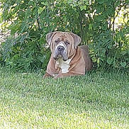 Diesel is registered to the contest to win money with this photo: dog, brown_dog, grass, bush, outdoor, pet, canine, nature, animal, lying_down, greenery, leafy, calm, daylight, mammal, domestic_animal, fur, portrait, resting, quiet