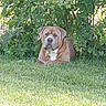 dog, brown_dog, grass, bush, outdoor, pet, canine, nature, animal, lying_down, greenery, leafy, calm, daylight, mammal, domestic_animal, fur, portrait, resting, quiet
