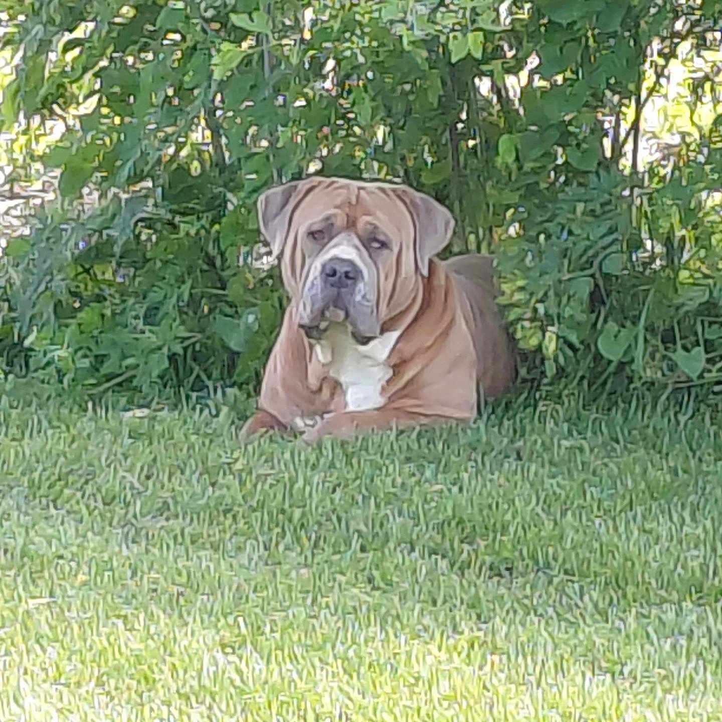 Diesel