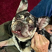 Bruno joined the competition — help win amazing prizes! dog, french_bulldog, pet, animal, canine, speckled_coat, ears, face, teeth, tongue, collar, hand, human, couch, fabric, red, blue, comfort, affection, resting