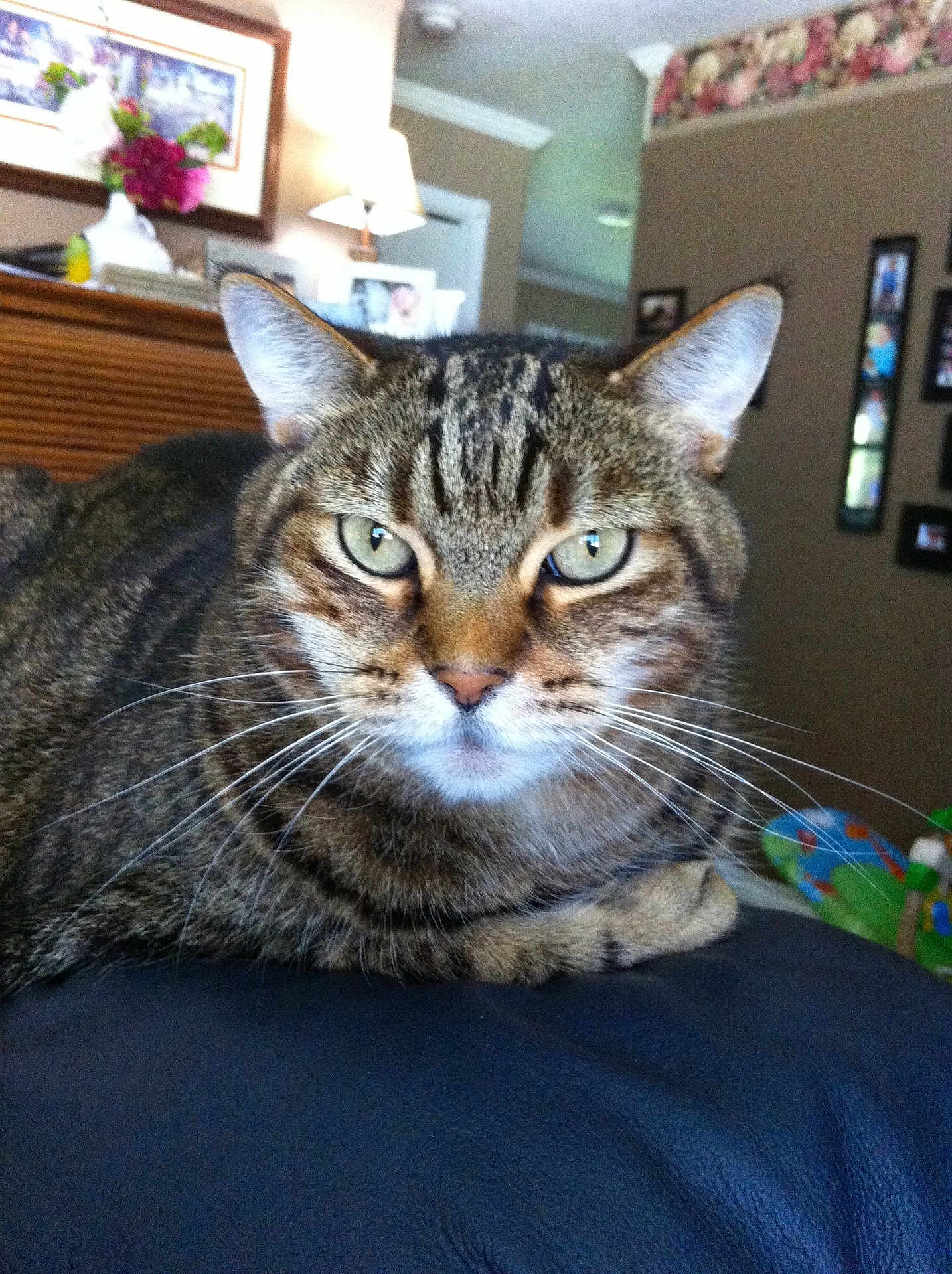 Oscar joined the competition — help win amazing prizes! tabby_cat, cat, pet, animal, feline, indoor, living_room, leather, sofa, whiskers, ears, eyes, portrait, closeup, resting, home, decor, furniture, relaxed, domestic_cat