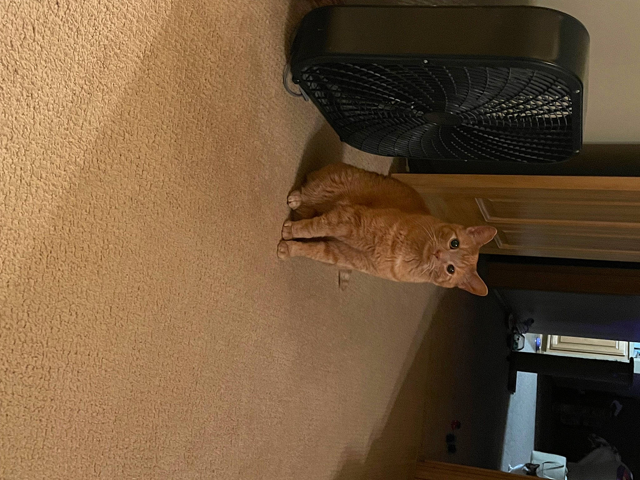 Tonka joined the competition — help win amazing prizes! automotive_exterior, beige, ceiling, felidae, fish, flooring, hardwood, molding, pattern, plaster, plywood, room, tail, vehicle_door, wood, wood_stain