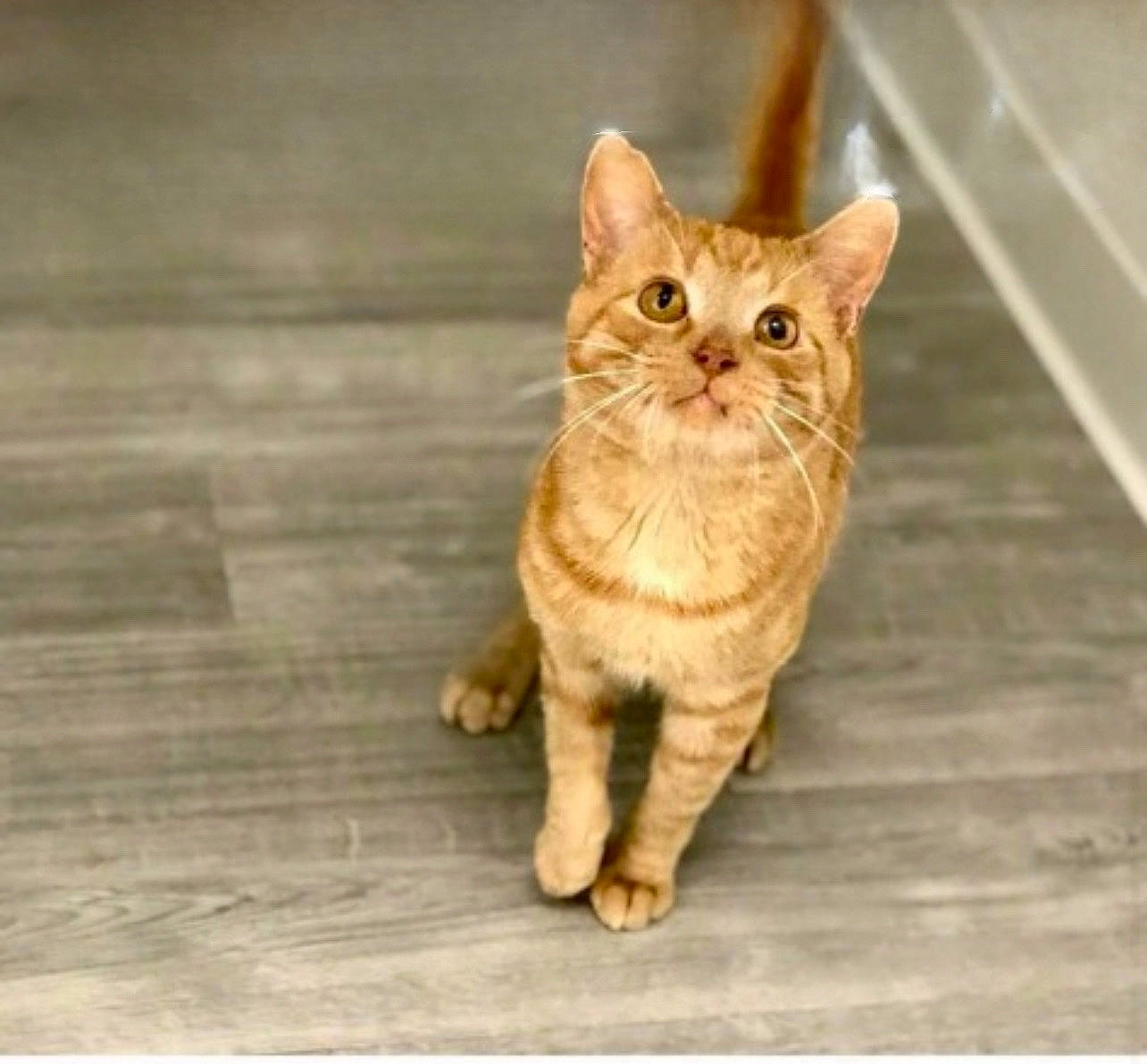 Tonka is registered to the contest to win money with this photo: carnivore, cat, claw, domestic_short_haired_cat, eye, fawn, felidae, flooring, foot, fur, hardwood, paw, road_surface, small_to_medium_sized_cats, snout, tail, terrestrial_animal, whiskers, wildlife, wood