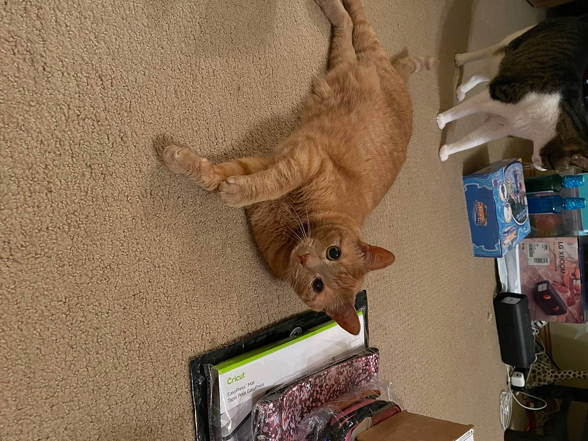 Tonka joined the competition — help win amazing prizes! art, carnivore, chainsaw_carving, dinosaur, domestic_short_haired_cat, fawn, felidae, fur, room, sculpture, small_to_medium_sized_cats, stuffed_toy, tail, terrestrial_animal, toy, tyrannosaurus, visual_arts, wing, wood, working_animal