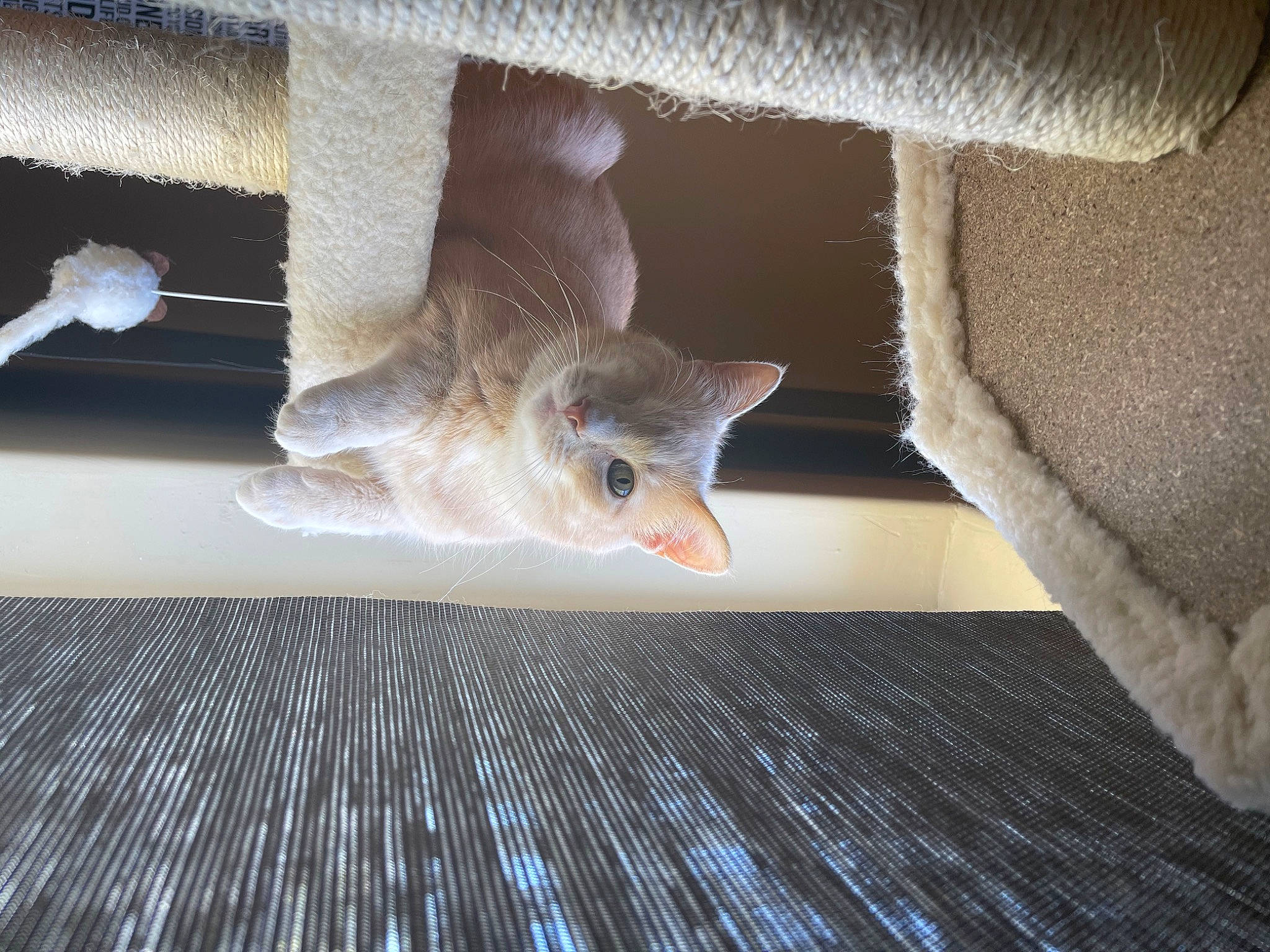 Spongey is registered to the contest to win money with this photo: carnivore, cat, cat_supply, claw, comfort, domestic_short_haired_cat, fawn, felidae, flooring, fur, grey, hardwood, paw, room, small_to_medium_sized_cats, snout, tail, textile, whiskers, wood