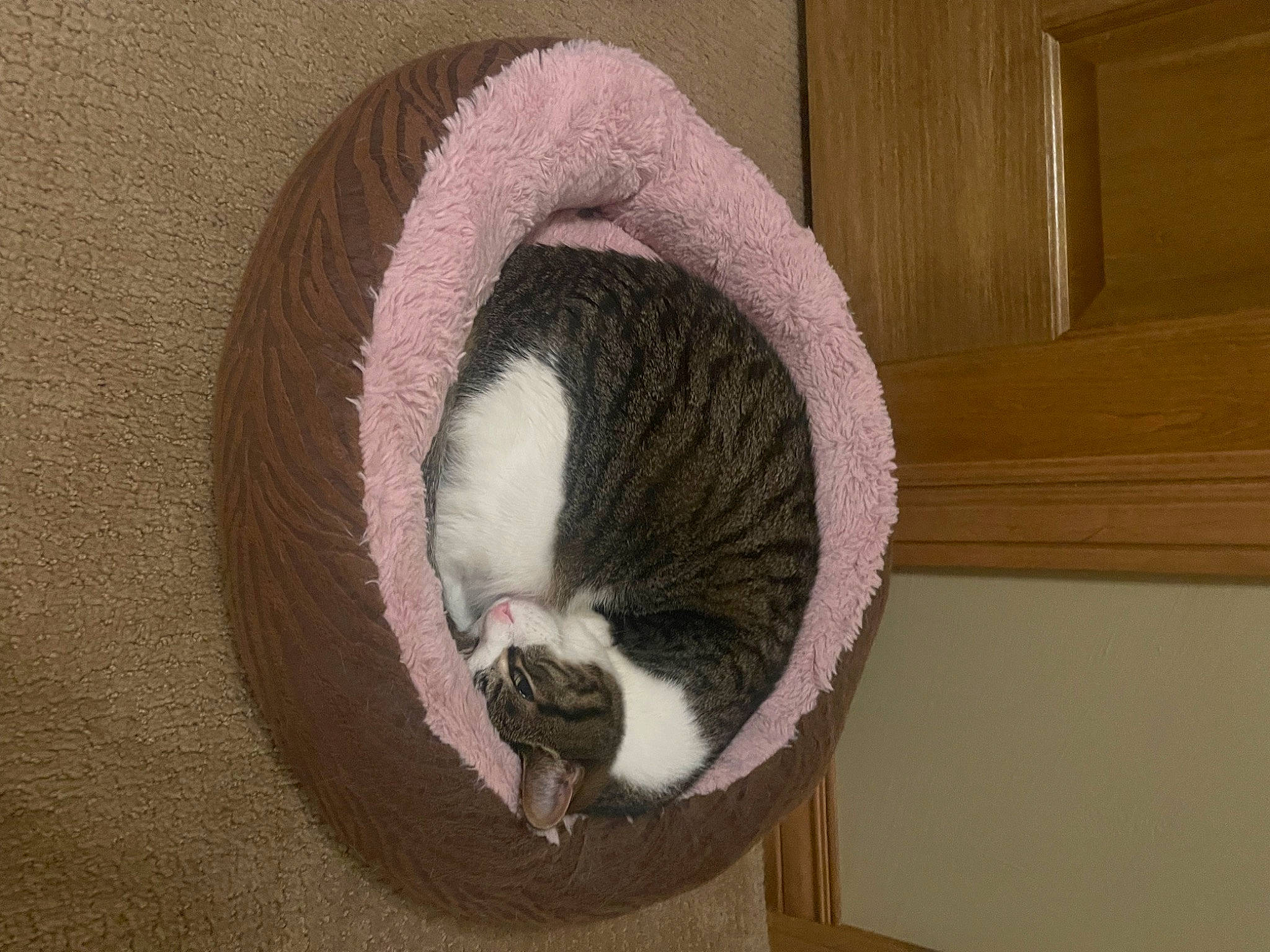 Jack joined the competition — help win amazing prizes! basket, carnivore, cat, cat_bed, cat_furniture, cat_supply, comfort, domestic_short_haired_cat, fawn, felidae, fur, hardwood, pet_supply, small_to_medium_sized_cats, snout, tail, terrestrial_animal, whiskers, wood, wool