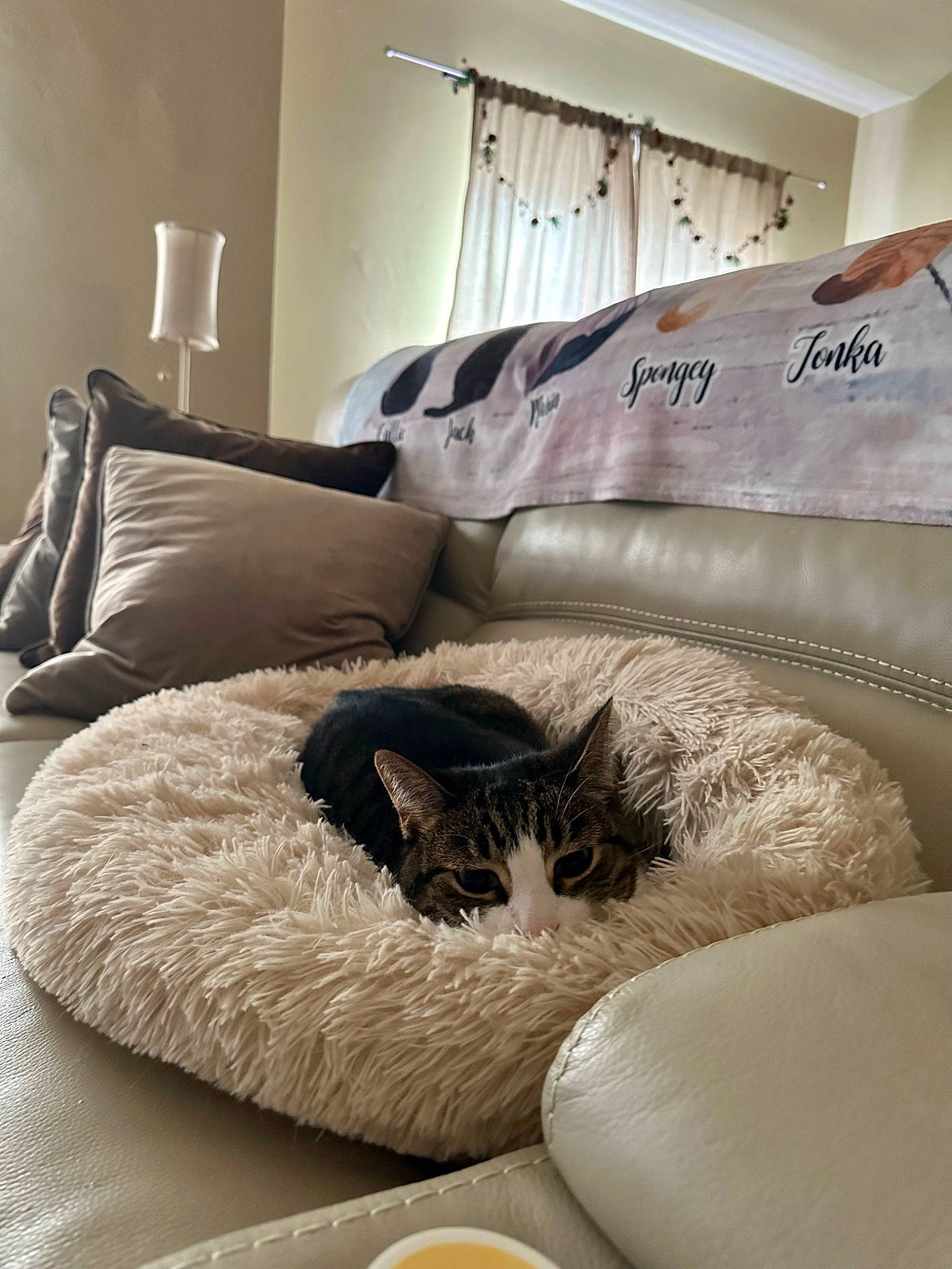 Jack joined the competition — help win amazing prizes! bedding, carnivore, cat, comfort, felidae, floor, flooring, grey, hardwood, house, interior_design, lighting, linens, living_room, pillow, small_to_medium_sized_cats, textile, wall, whiskers, wood