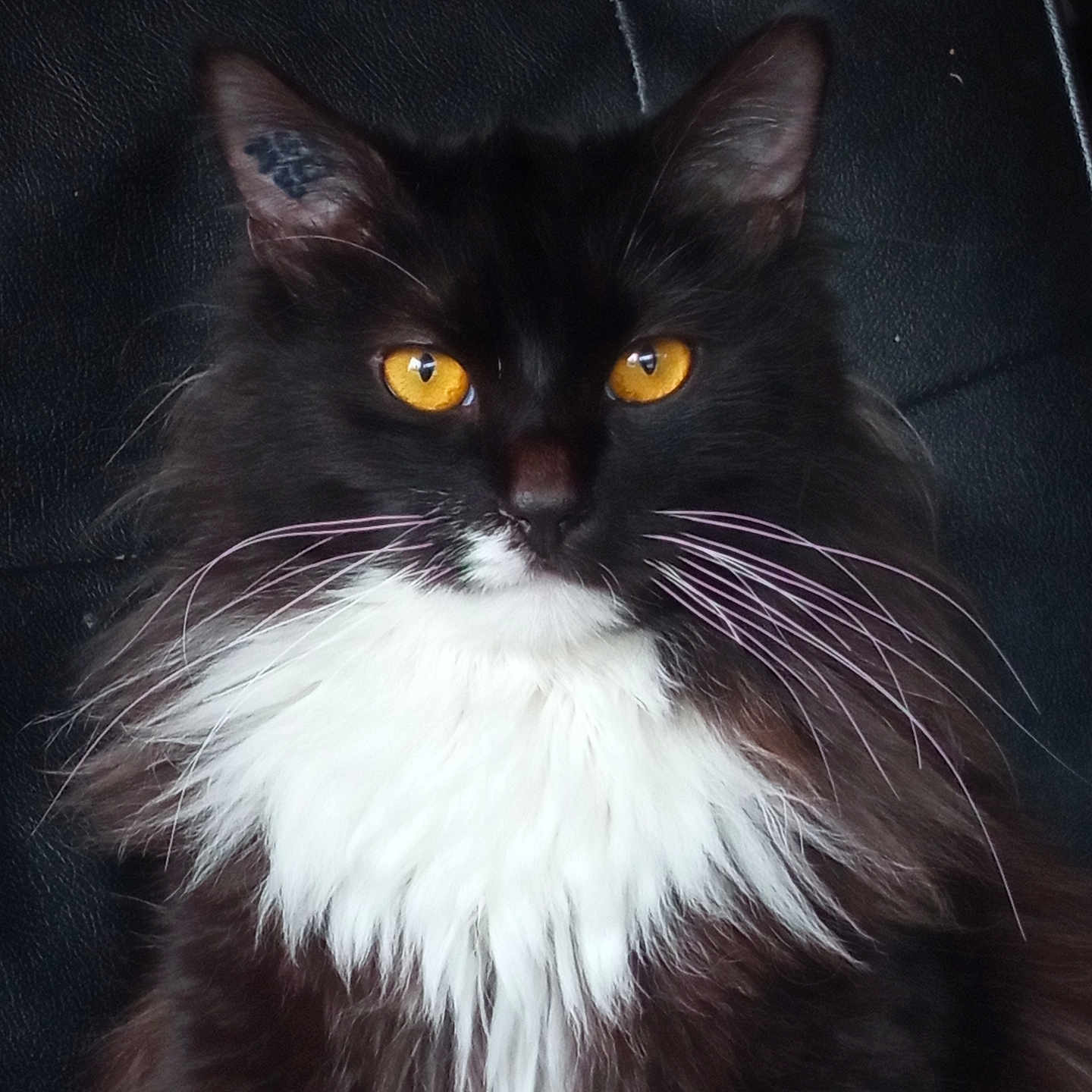 Narou participe au concours pour gagner de l'argent avec cette photo : animal, black_and_white, black_background, cat, close_up, cute, domestic_cat, face, feline, fluffy_fur, golden_eyes, indoor, long_hair, looking_at_camera, mammal, pet, portrait, sitting, whiskers, white_chest