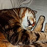 Pablo a rejoint le concours — aidez-le/la à gagner de superbes lots ! cat, sleeping, curled_up, tabby, striped_fur, feline, pet, animal, close_up, portrait, paws, whiskers, nose, closed_eyes, relaxed, cozy, bed, bedding, indoors, brown_fur