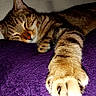 animal, blanket, brown_fur, cat, claws, close_up, closed_eyes, cozy, feline, indoors, paw, pet, portrait, purple_blanket, relaxed, sleeping, stretched_out, striped_fur, tabby, whiskers