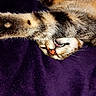 Pablo a rejoint le concours — aidez-le/la à gagner de superbes lots ! cat, feline, upside_down, sleeping, relaxed, striped_fur, tabby, paws, whiskers, nose, eye, animal, pet, indoor, blanket, purple, close_up, playful, funny_pose, portrait
