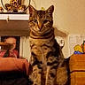 alert, animal, artwork, brown_fur, buddha_statue, cat, ears, furniture, indoor, kitten, living_room, looking_at_camera, paws, pet, portrait, sitting, striped_fur, tabby, table, whiskers