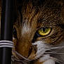 Aria a rejoint le concours — aidez-le/la à gagner de superbes lots ! animal, bell, cat, close_up, curious, detail, domestic_cat, eye, feline, fur, green_eye, intense, macro, nose, paw, pet, portrait, string, tabby, whiskers