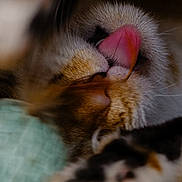 Aria a rejoint le concours — aidez-le/la à gagner de superbes lots ! animal, cat, close_up, cozy, cute, domestic_cat, face, fur, furry, mammal, nose, paw, pet, pink_tongue, relaxing, sleeping, soft, tongue, whisker, whiskers