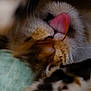 animal, cat, close_up, cozy, cute, domestic_cat, face, fur, furry, mammal, nose, paw, pet, pink_tongue, relaxing, sleeping, soft, tongue, whisker, whiskers