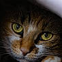 Aria a rejoint le concours — aidez-le/la à gagner de superbes lots ! animal, cat, close_up, cozy, cute, detail, face, feline, fur, green_eyes, indoor, mammal, nose, paw, pet, portrait, relaxed, shadow, soft, whiskers