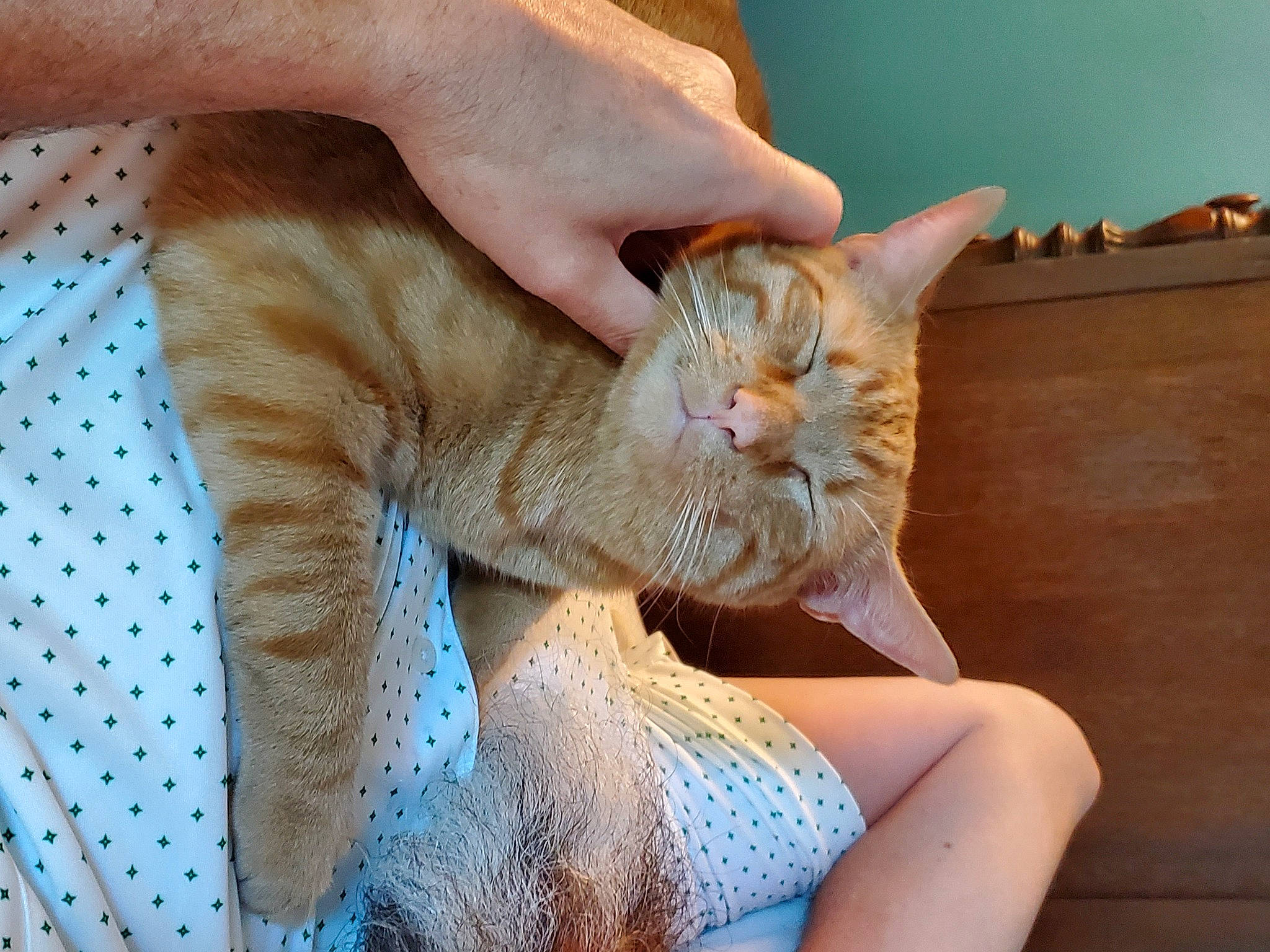 Beanz is registered to the contest to win money with this photo: carnivore, cat, claw, comfort, domestic_short_haired_cat, electric_blue, fawn, felidae, foot, fur, gesture, nail, nap, paw, sitting, small_to_medium_sized_cats, snout, tail, whiskers, window