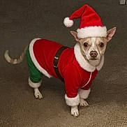 Sparky joined the competition — help win amazing prizes! dog, pet, costume, santa_hat, red_clothing, green_pants, holiday, christmas, carpet, small_dog, cute, festive, indoor, animal, fur, ears, tail, looking, standing, portrait