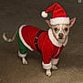 dog, pet, costume, santa_hat, red_clothing, green_pants, holiday, christmas, carpet, small_dog, cute, festive, indoor, animal, fur, ears, tail, looking, standing, portrait