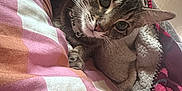 Leah is registered to the contest to win money with this photo: animal, bed, blanket, cat, closeup, collar, cozy, curious, cute, ears, feline, fur, indoor, orange, pet, pink, resting, striped, tabby, whiskers