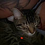 Leah joined the competition — help win amazing prizes! cat, tabby, sleeping, tattoo, arm, closeup, whiskers, ears, pet, animal, feline, comfort, relaxation, snuggling, indoor, cute, fur, resting, peaceful, companion