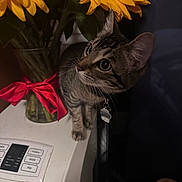 Leah is registered to the contest to win money with this photo: cat, tabby_cat, flower, sunflower, vase, ribbon, indoor, appliance, curious, pet, collar, tag, plant, yellow, green, white, red, fur, animal, domestic