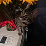 cat, tabby_cat, flower, sunflower, vase, ribbon, indoor, appliance, curious, pet, collar, tag, plant, yellow, green, white, red, fur, animal, domestic