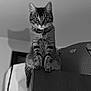 Leah is registered to the contest to win money with this photo: cat, tabby, pet, animal, feline, indoor, black_and_white, shadow, collar, curious, looking, furniture, close_up, portrait, domestic_cat, ears, whiskers, sitting, eyes, indoor_lighting