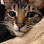 Leah is registered to the contest to win money with this photo: animal, blanket, cat, close_up, cozy, curious, cute, domestic_cat, ears, eyes, face, feline, fur, indoor, mammal, pet, portrait, soft, tabby, whiskers