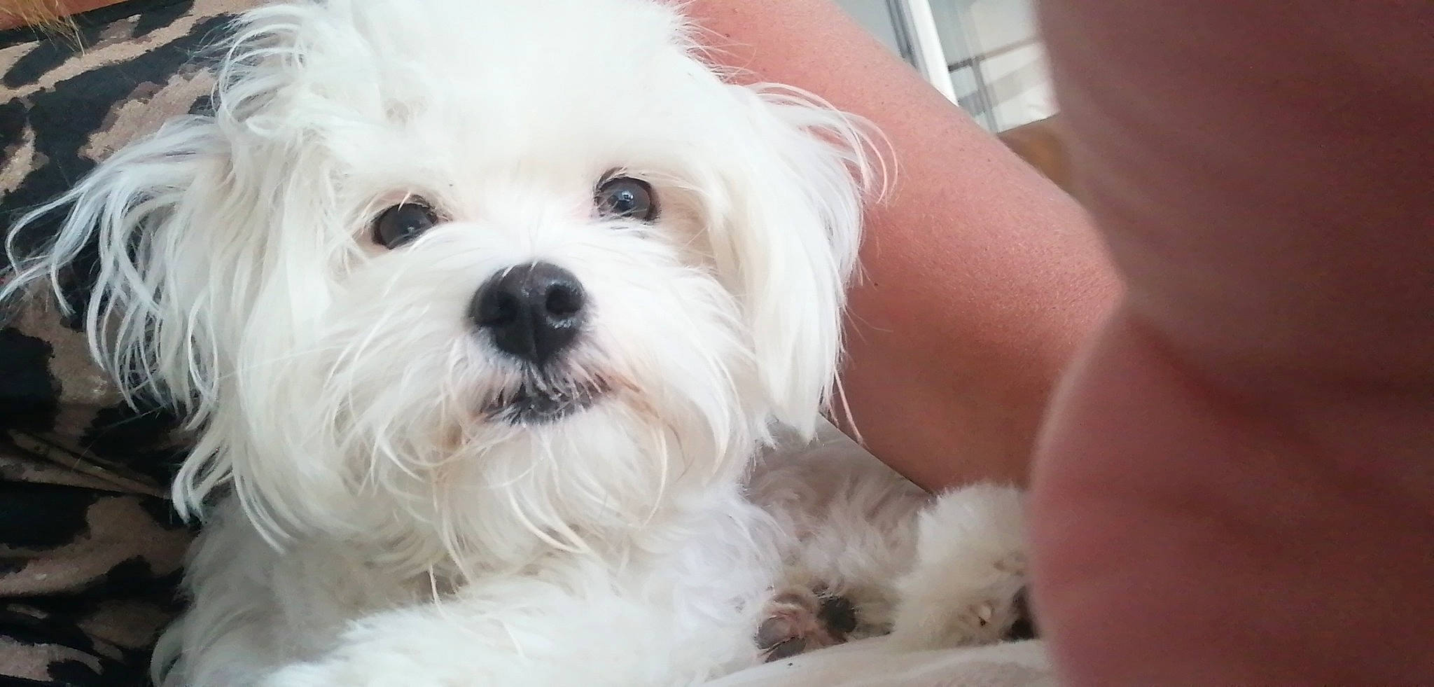 Romy a rejoint le concours — aidez-le/la à gagner de superbes lots ! canidae, carnivore, companion_dog, dog, dog_breed, eye, fur, head, mal_shi, maltepoo, non_sporting_group, pattern, shih_poo, shih_tzu, small_terrier, snout, sporting_group, terrier, toy_dog, working_animal