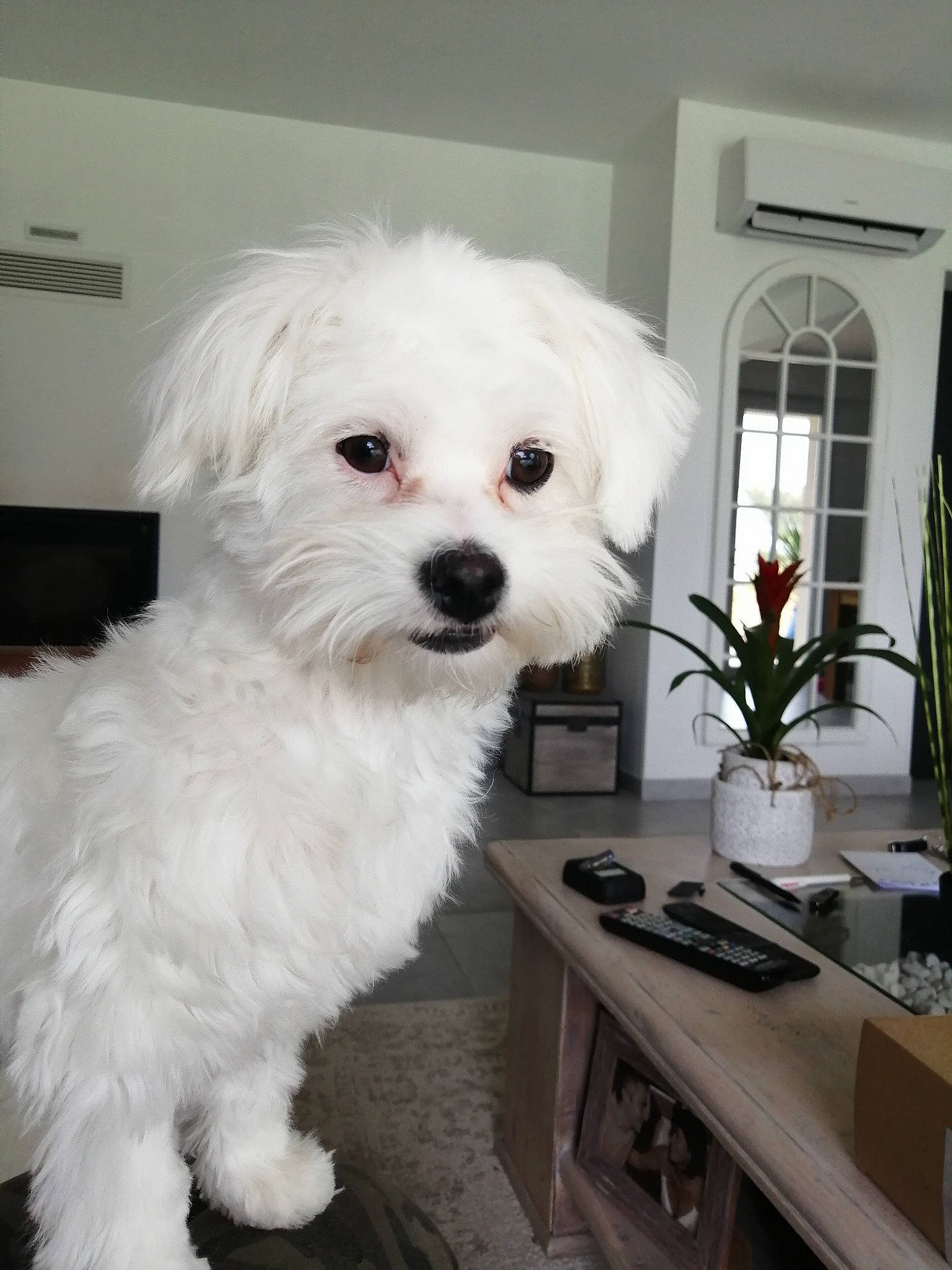 Romy participe au concours pour gagner de l'argent avec cette photo : canidae, carnivore, chair, companion_dog, desk, dog, dog_breed, door, flower, flowerpot, fur, houseplant, plant, poodle_crossbreed, shih_poo, snout, sporting_group, table, toy_dog, window