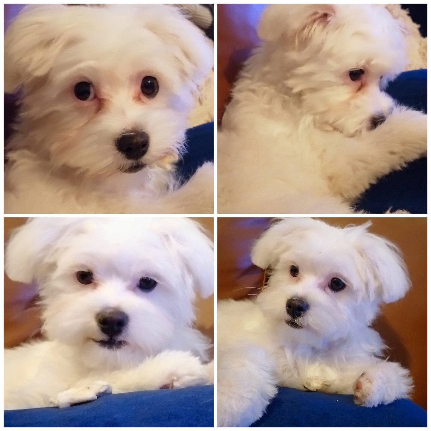 Romy participe au concours pour gagner de l'argent avec cette photo : beauty, blue, carnivore, companion_dog, composite_material, dog, dog_breed, fur, green, happy, mammal, natural_material, nose, photograph, pink, plant, rectangle, sporting_group, white, working_animal