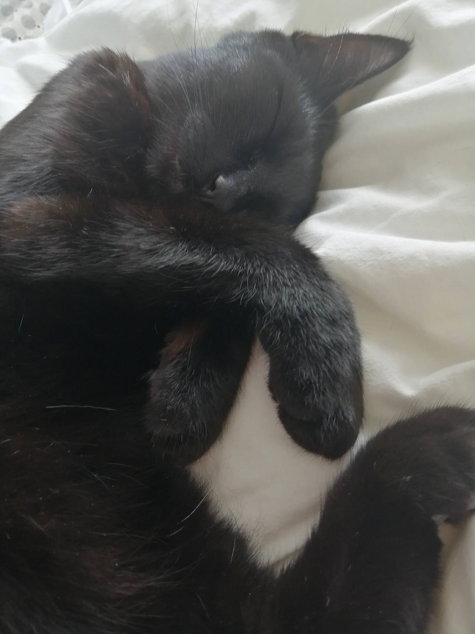 Orea a rejoint le concours — aidez-le/la à gagner de superbes lots ! carnivore, cat, claw, comfort, dog_breed, ear, felidae, fur, nap, paw, small_to_medium_sized_cats, snout, tail, terrestrial_animal, whiskers