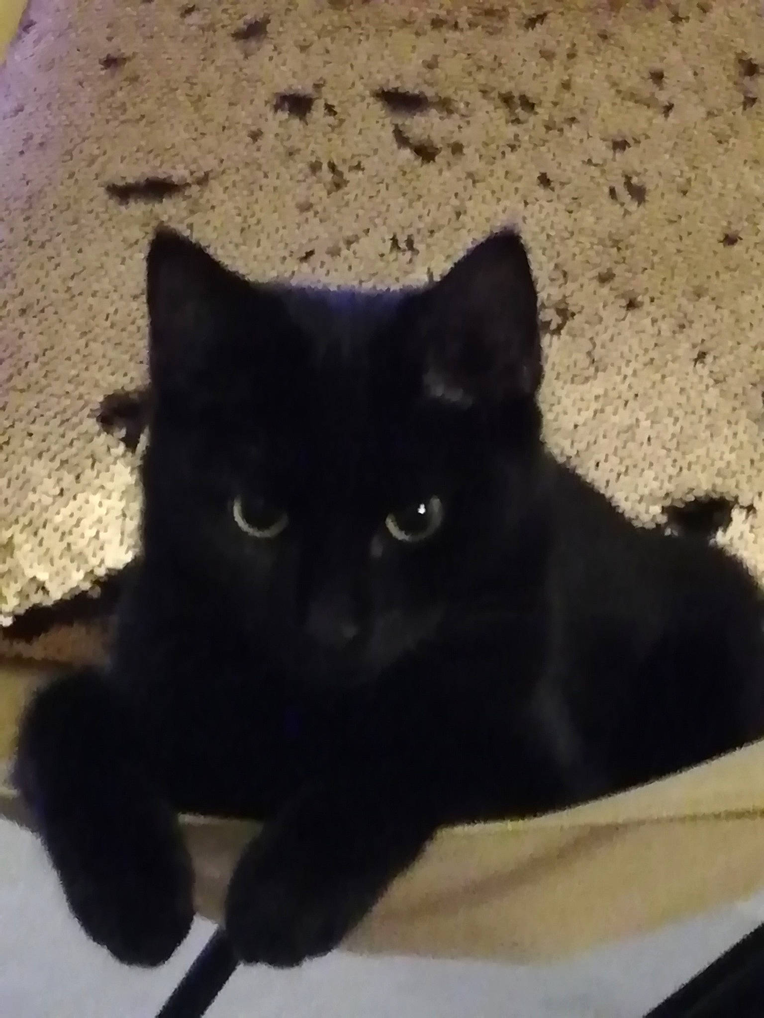 Orea a rejoint le concours — aidez-le/la à gagner de superbes lots ! black_cat, bombay, carnivore, cat, claw, comfort, domestic_short_haired_cat, eye, felidae, fur, paw, shadow, sitting, small_to_medium_sized_cats, snout, tail, terrestrial_animal, whiskers