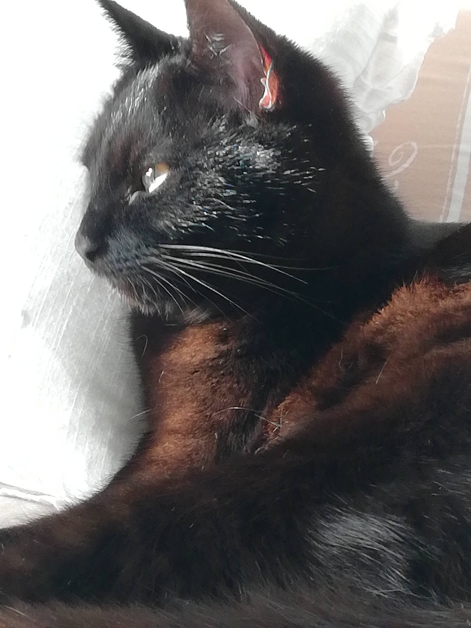 Orea a rejoint le concours — aidez-le/la à gagner de superbes lots ! black_cat, bombay, carnivore, cat, claw, comfort, domestic_short_haired_cat, eye, felidae, fur, iris, small_to_medium_sized_cats, snout, tail, terrestrial_animal, tints_and_shades, whiskers