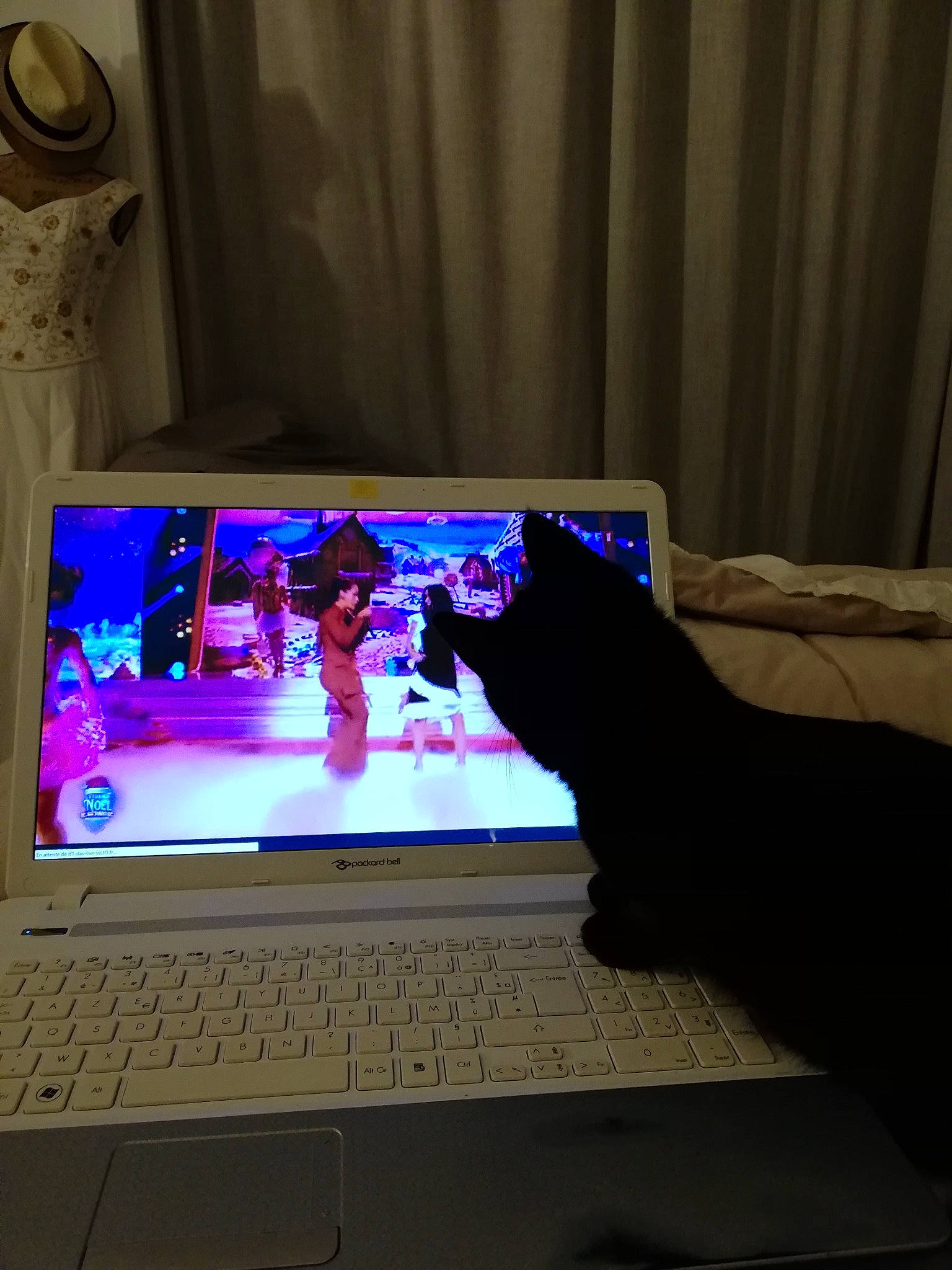 Orea participe au concours pour gagner de l'argent avec cette photo : bombay, carnivore, cat, computer, computer_hardware, computer_keyboard, felidae, flat_panel_display, gadget, input_device, laptop, light, netbook, output_device, peripheral, personal_computer, purple, small_to_medium_sized_cats, space_bar, touchpad