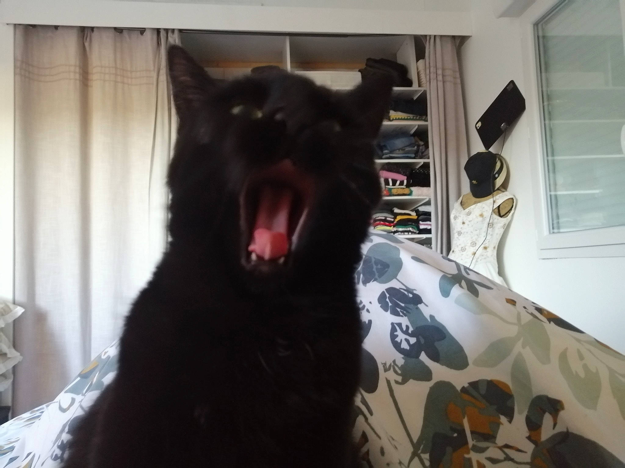 Orea participe au concours pour gagner de l'argent avec cette photo : black_cat, canidae, carnivore, cat, claw, curtain, dog_breed, domestic_short_haired_cat, door, fang, felidae, fur, picture_frame, roar, room, small_to_medium_sized_cats, tail, whiskers, window, yawn