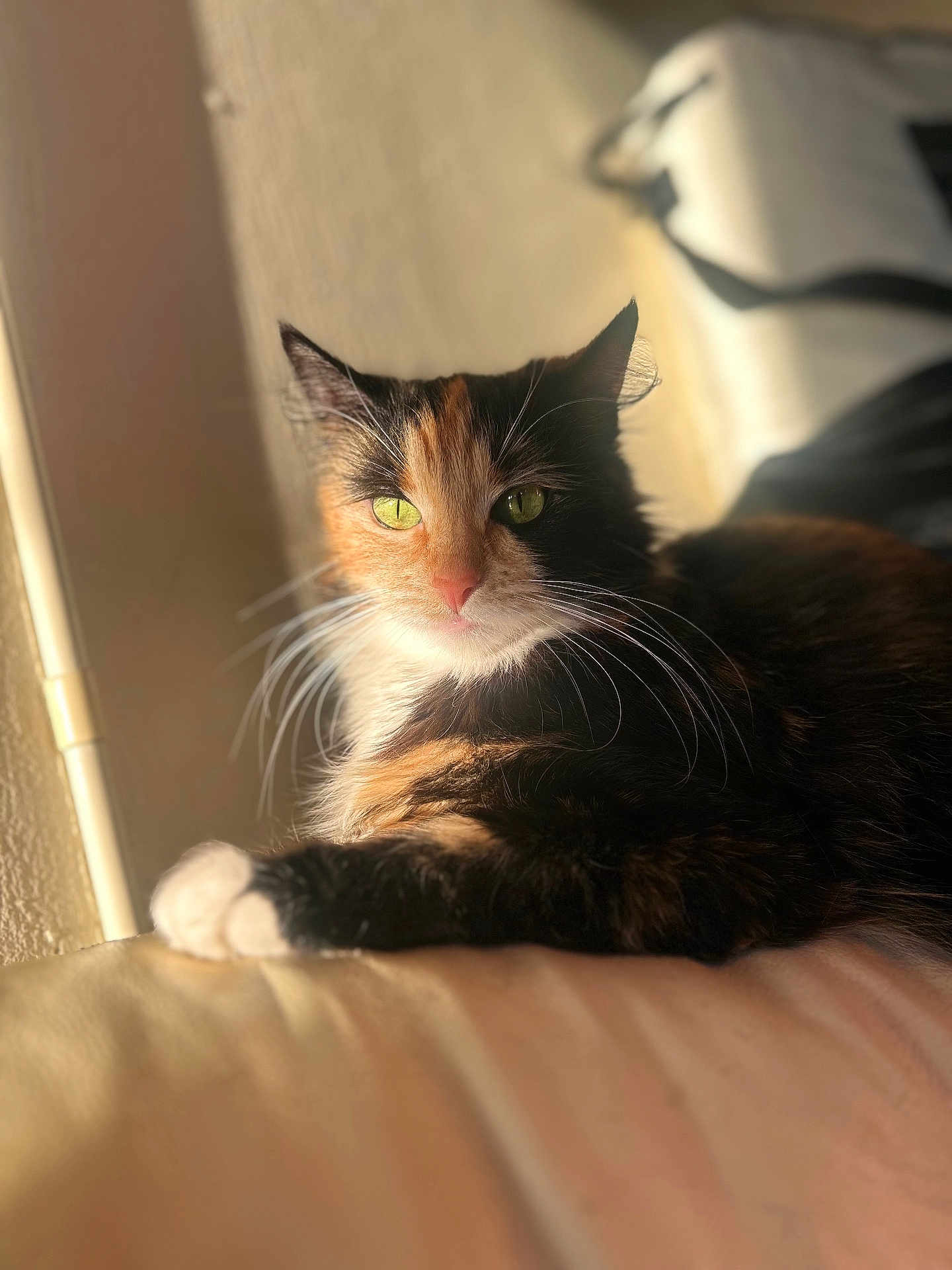 Nova is registered to the contest to win money with this photo: cat, calico_cat, green_eyes, indoor, sunlight, window_light, fur, whiskers, relaxed, pet, animal, closeup, portrait, feline, resting, soft_surface, cozy, warm_light, domestic_cat, cute