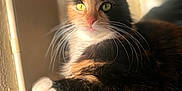 Nova joined the competition — help win amazing prizes! cat, calico, green_eyes, whiskers, sunlight, indoor, window_light, relaxed, fur, pet, animal, closeup, portrait, cute, domestic_cat, paw, feline, soft_surface, resting, calm