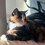 Nova is registered to the contest to win money with this photo: cat, calico_cat, feline, pet, animal, green_eyes, whiskers, fur, relaxed, indoor, sunlight, portrait, closeup, soft_light, leisure, cute, domestic_animal, resting, side_view, cozy