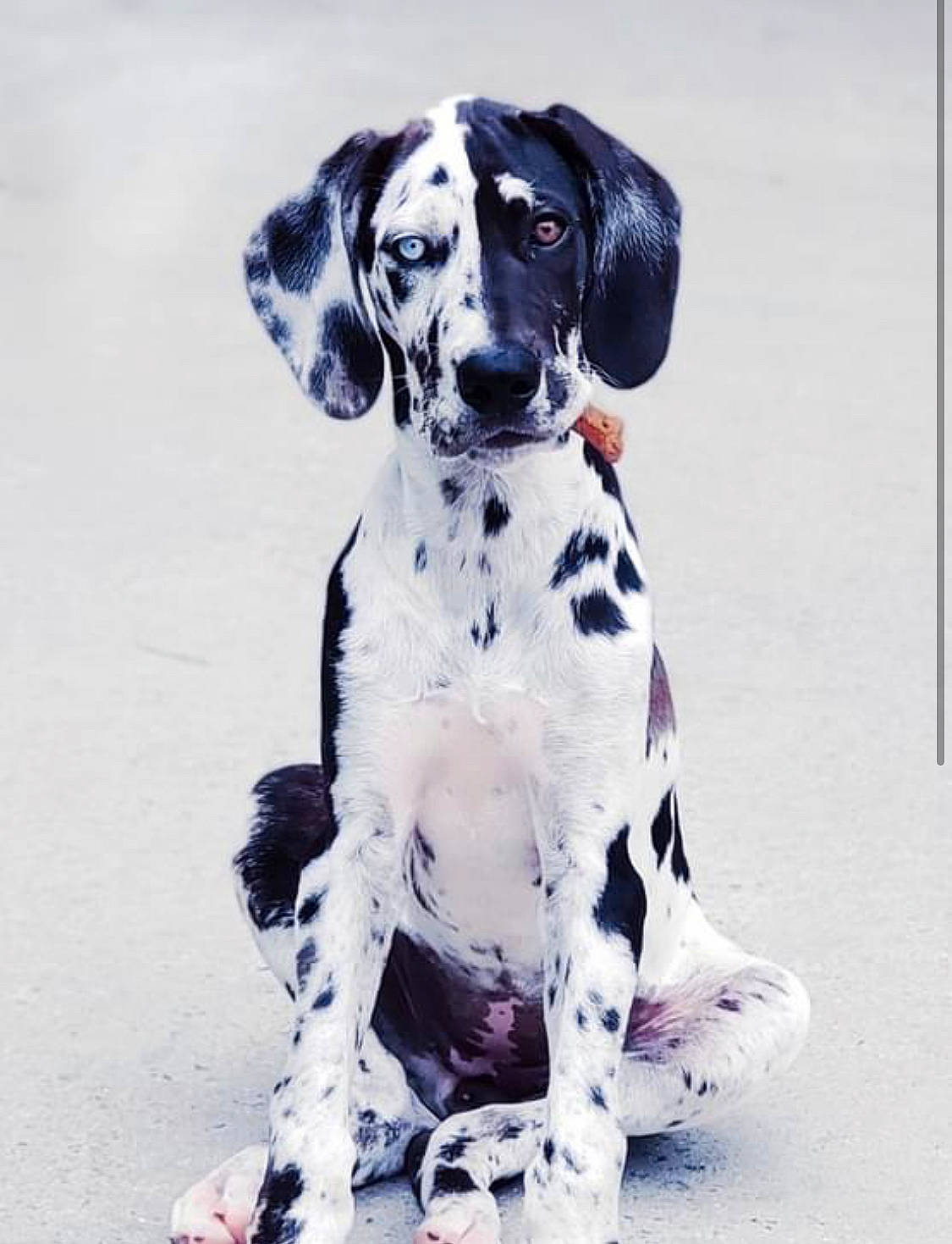 Jolene joined the competition — help win amazing prizes! canidae, carnivore, companion_dog, dalmatian, dog, dog_breed, dog_collar, dog_supply, fur, gun_dog, hunting_dog, non_sporting_group, pattern, paw, snout, sporting_group, sports_toy, winter, working_animal, working_dog