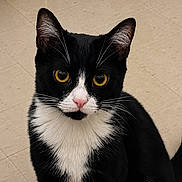 Velvet is registered to the contest to win money with this photo: cat, tuxedo_cat, black_and_white, yellow_eyes, pet, feline, whiskers, pink_nose, indoor, floor, curious, sitting, fur, animal, close_up, portrait, looking, ears, cute, domestic_cat