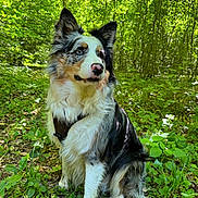 Vilma a rejoint le concours — aidez-le/la à gagner de superbes lots ! dog, border_collie, blue_merle, sitting, forest, woodland, outdoors, nature, greenery, long_hair, fluffy, ears, pink_nose, black_white_coat, brown_markings, portrait, pet, animal, sunlight, harness
