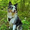 dog, border_collie, blue_merle, sitting, forest, woodland, outdoors, nature, greenery, long_hair, fluffy, ears, pink_nose, black_white_coat, brown_markings, portrait, pet, animal, sunlight, harness